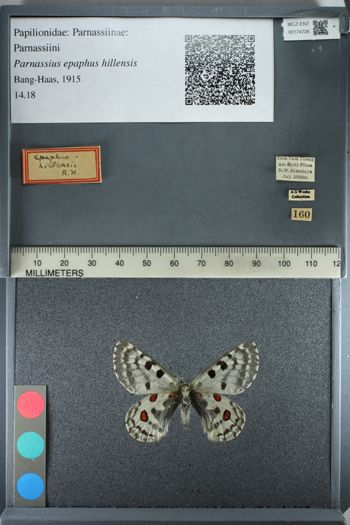 Media type: image;   Entomology 174726